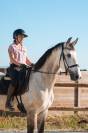 Hongre - KWPN - 7 ans - Dressage / Amateur - France
