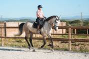 Hongre - KWPN - 7 ans - Dressage / Amateur - France