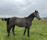 &Agrave; vendre -? MALISTA D&rsquo;HIRLA?