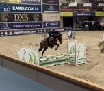 &Agrave; vendre, cheval SBS de 5ans 