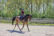 &Agrave; vendre, cheval SBS de 5ans 