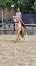 Magnifique Lusitano en couleur spectaculaire