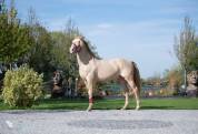 Magnifique Lusitano en couleur spectaculaire