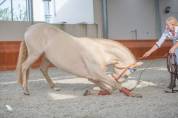 Magnifique Lusitano en couleur spectaculaire