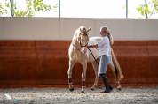 Magnifique Lusitano en couleur spectaculaire