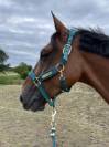 Trotteur Fran&ccedil;ais 15 ans &ndash; cheval ma&icirc;tre d&rsquo;&eacute;cole, id&eacute;al