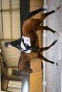 Trotteur Fran&ccedil;ais 15 ans &ndash; cheval ma&icirc;tre d&rsquo;&eacute;cole, id&eacute;al