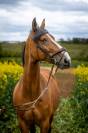 Trotteur Fran&ccedil;ais 15 ans &ndash; cheval ma&icirc;tre d&rsquo;&eacute;cole, id&eacute;al