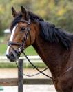 Trotteur Fran&ccedil;ais 15 ans &ndash; cheval ma&icirc;tre d&rsquo;&eacute;cole, id&eacute;al