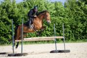 Jument de 14 ans &agrave; vendre 