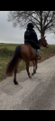 Jument de 14 ans &agrave; vendre 