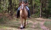 Caballo castrado Rocky Mountain En venta 2016 Champagne