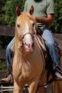 Caballo castrado Rocky Mountain En venta 2016 Champagne