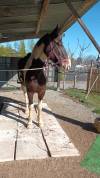 Cheval SF