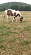 Cheval SF