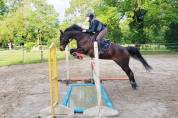 Jument 15 ans CSO/CCE 