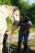 Hongre OC 7 ans, 165 cm &ndash; Polyvalent, ext&eacute;rieur, CSO, e