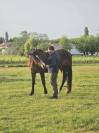 Hironde de Fauveau &ndash; Jument Trotteur Fran&ccedil;ais PP &ndash; 9 an