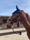 Caballo Pura sangre ingl&eacute;s