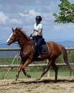 Caballo Pura sangre ingl&eacute;s