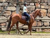 Caballo Pura sangre ingl&eacute;s