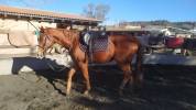 Caballo Pura sangre ingl&eacute;s