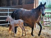 Poulain welsh part-bred 