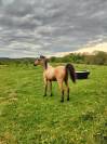 Poulain welsh part-bred 