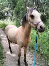 Poulain welsh part-bred 