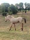 Poulain welsh part-bred 