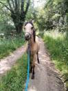 Poulain welsh part-bred 
