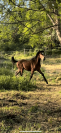 Male 2025 x Rahotep de toscane
