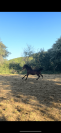 Male 2025 x Rahotep de toscane
