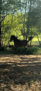Male 2025 x Rahotep de toscane