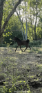 Male 2025 x Rahotep de toscane