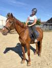 Magnifique Hongre Trotteur de 11 ans 