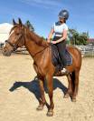 Magnifique Hongre Trotteur de 11 ans 