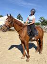 Magnifique Hongre Trotteur de 11 ans 