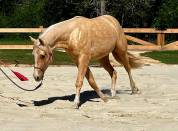 AQHA REINING / COWHORSE