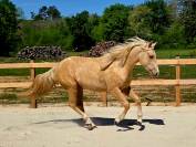 AQHA REINING / COWHORSE