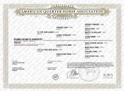 AQHA REINING / COWHORSE