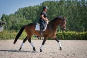 Splendide jument de 8 ans &ndash; Polyvalente & 