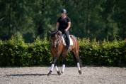 Splendide jument de 8 ans &ndash; Polyvalente & 