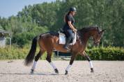 Splendide jument de 8 ans &ndash; Polyvalente & 