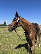 Hongre de 7 ans par Ogrion des champs