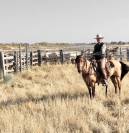 Jument lusitanienne /quarter horse
