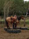 Jument lusitanienne /quarter horse