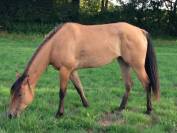 Jument lusitanienne /quarter horse