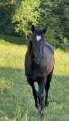 Poney PFS 