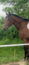 KING - 10ans - 1m70
